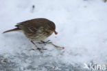 Waterpieper (Anthus spinoletta)