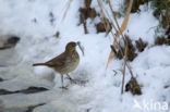 Waterpipit (Anthus spinoletta)
