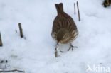 Waterpieper (Anthus spinoletta)