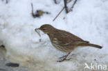 Waterpieper (Anthus spinoletta)