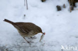 Waterpieper (Anthus spinoletta)