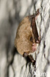 Watervleermuis (Myotis daubentonii)