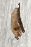Daubenton s Bat (Myotis daubentonii)