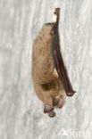 Watervleermuis (Myotis daubentonii)