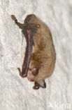 Watervleermuis (Myotis daubentonii)