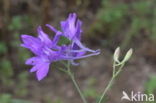 Wilde ridderspoor (Consolida regalis) 