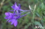 Wilde ridderspoor (Consolida regalis) 