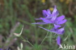 Wilde ridderspoor (Consolida regalis) 