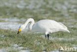 Whooper Swan (Cygnus cygnus)