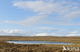 Whooper Swan (Cygnus cygnus)