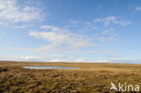 Whooper Swan (Cygnus cygnus)