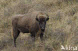 Wisent (Bison bonasus) 