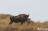 Wisent (Bison bonasus) 