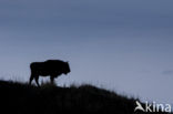 Wisent (Bison bonasus) 