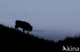 Wisent (Bison bonasus) 