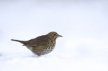 Song Thrush (Turdus philomelos)