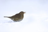 Zanglijster (Turdus philomelos)