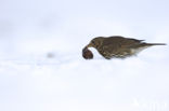 Zanglijster (Turdus philomelos)