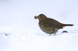 Song Thrush (Turdus philomelos)