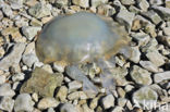 Dustbin-lid jellyfish (Rhizostoma octopus)