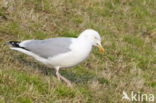 Zilvermeeuw (Larus argentatus)