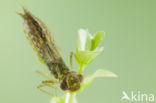 Zuidelijke glazenmaker (Aeshna affinis)