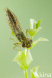 Zuidelijke glazenmaker (Aeshna affinis)