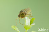 Zuidelijke glazenmaker (Aeshna affinis)