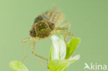 Zuidelijke glazenmaker (Aeshna affinis)