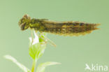 Zuidelijke glazenmaker (Aeshna affinis)