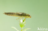 Zuidelijke glazenmaker (Aeshna affinis)