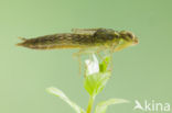 Zuidelijke glazenmaker (Aeshna affinis)