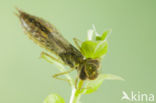 Zuidelijke glazenmaker (Aeshna affinis)