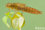 Zuidelijke glazenmaker (Aeshna affinis)