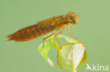 Zuidelijke glazenmaker (Aeshna affinis)