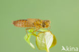 Zuidelijke glazenmaker (Aeshna affinis)