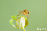 Zuidelijke glazenmaker (Aeshna affinis)