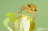 Zuidelijke glazenmaker (Aeshna affinis)