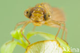 Southern Migrant Hawker (Aeshna affinis)