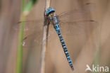 Southern Migrant Hawker (Aeshna affinis)