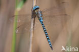 Zuidelijke glazenmaker (Aeshna affinis)