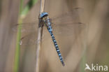 Southern Migrant Hawker (Aeshna affinis)