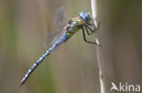 Zuidelijke glazenmaker (Aeshna affinis)