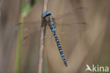 Zuidelijke glazenmaker (Aeshna affinis)