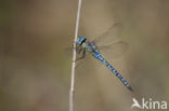 Zuidelijke glazenmaker (Aeshna affinis)