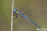 Zuidelijke glazenmaker (Aeshna affinis)