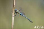 Zuidelijke glazenmaker (Aeshna affinis)