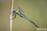 Zuidelijke glazenmaker (Aeshna affinis)