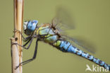 Zuidelijke glazenmaker (Aeshna affinis)