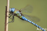 Southern Migrant Hawker (Aeshna affinis)